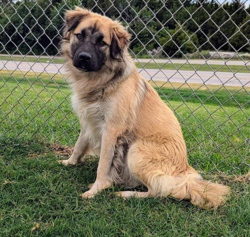 adoptable Dog in Winter Park, CO named Roger