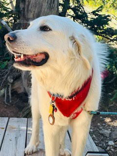 adoptable Dog in Winter Park, CO named Tabitha