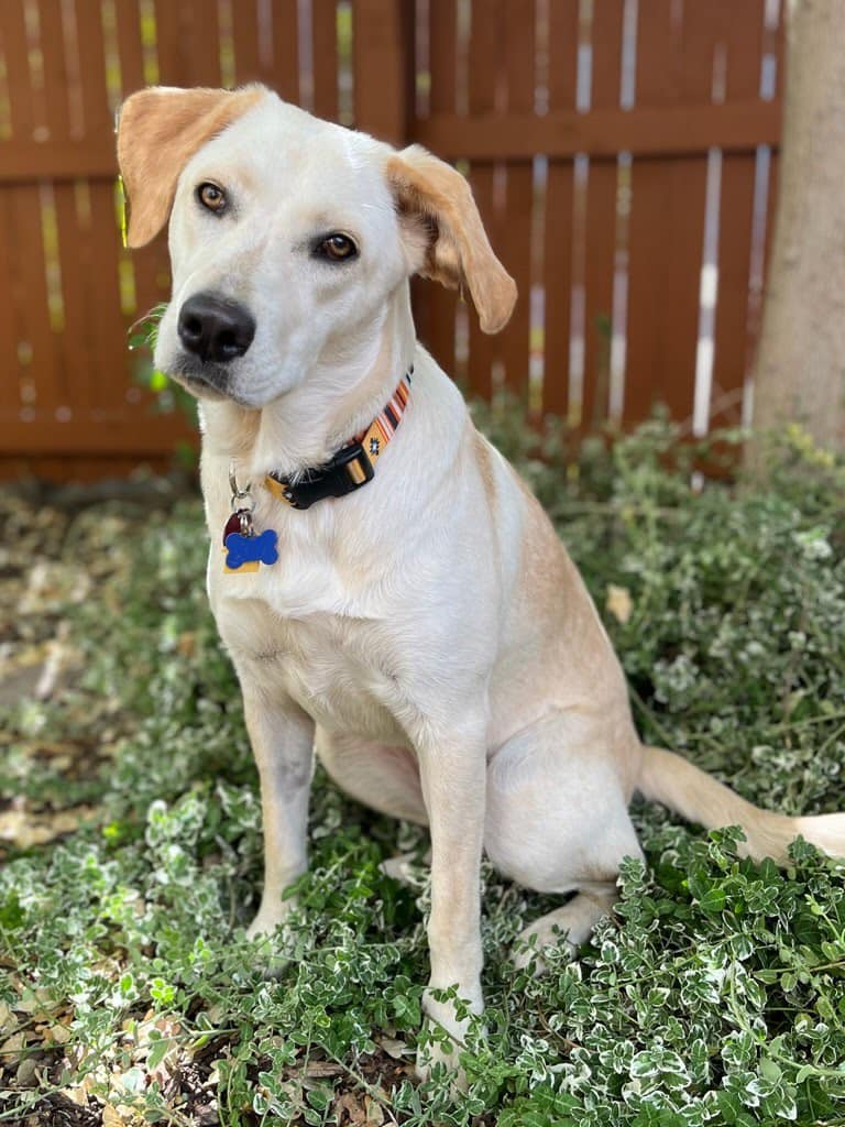 adoptable Dog in Winter Park, CO named Fantasia