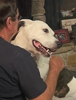 adoptable Dog in Winter Park, CO named Honey