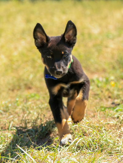 adoptable Dog in Winter Park, CO named Teton