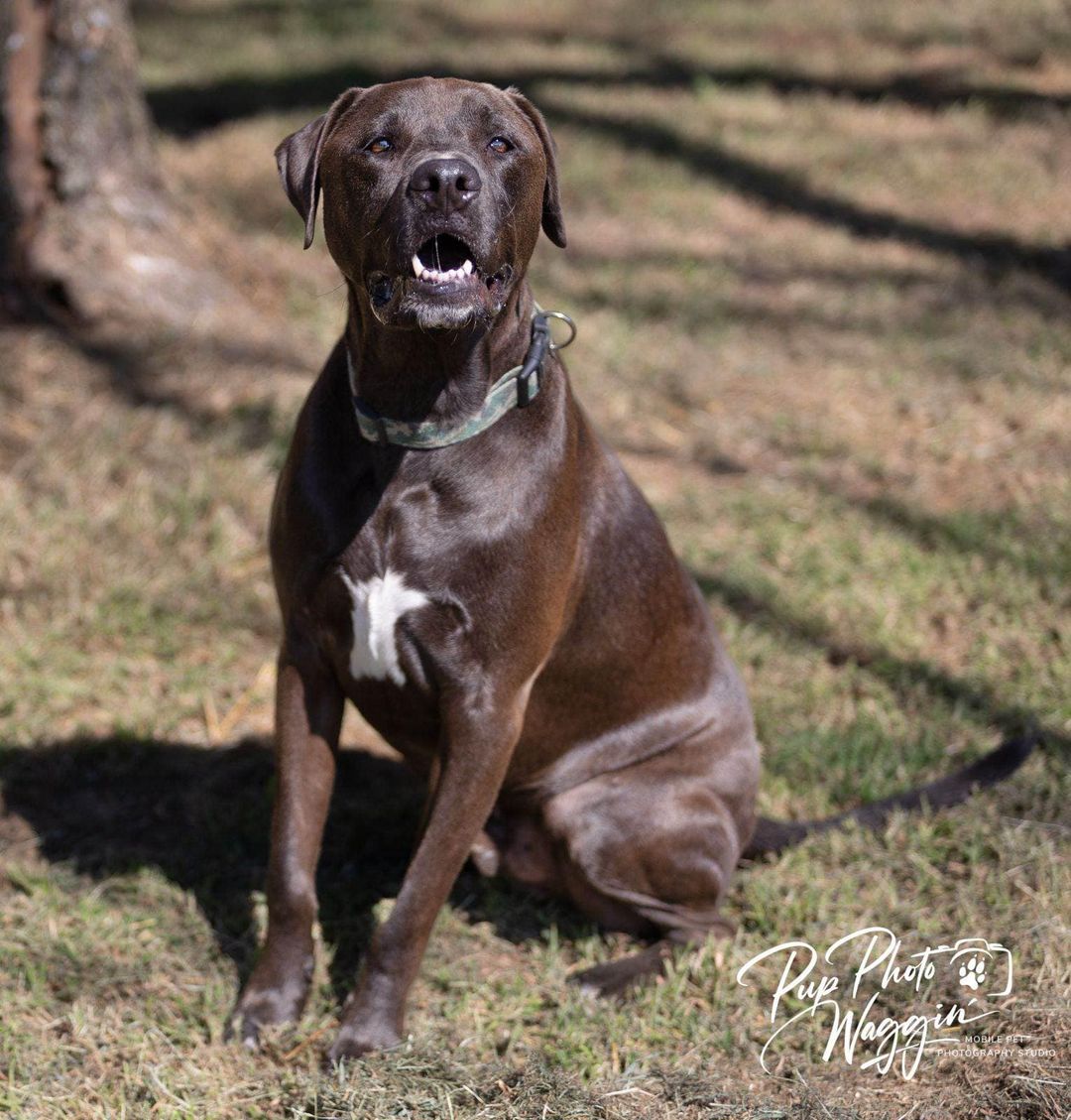 adoptable Dog in Winter Park, CO named Mojo