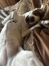 Izzy - Photo 3