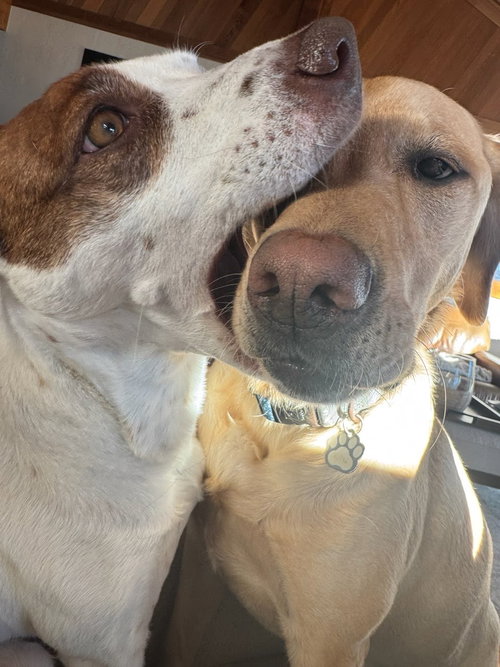 IZZY - Cattle Dog available for adoption