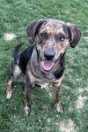 adoptable Dog in winter, WI named Rajah