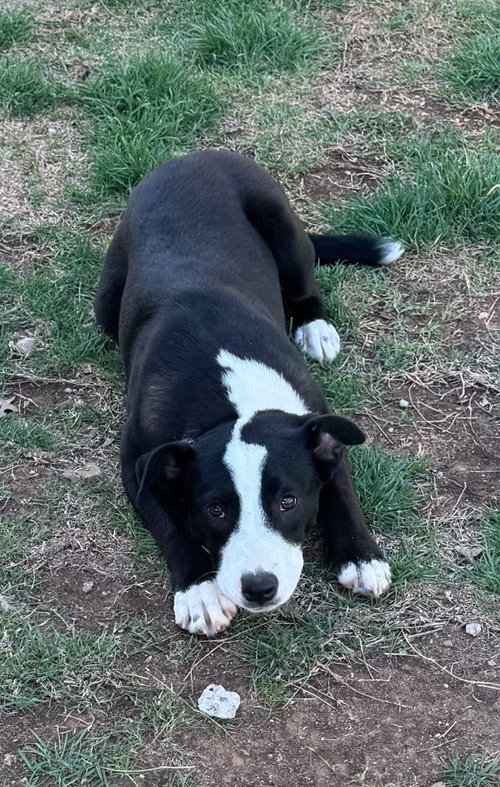 LUNA - Border Collie available for adoption