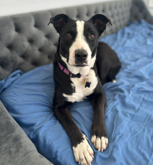LUNA - Border Collie available for adoption