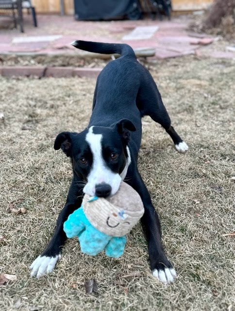 picture of the dog needing adoption