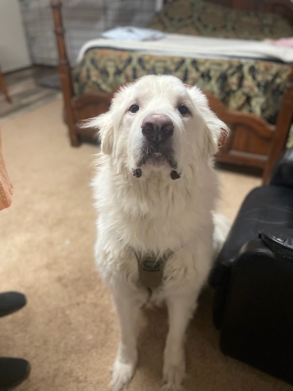 adoptable Dog in Winter Park, CO named Durango