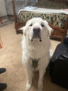 adoptable Dog in  named Durango