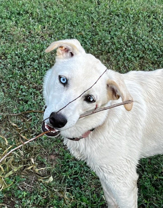 adoptable Dog in Winter Park, CO named River