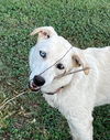 adoptable Dog in  named River