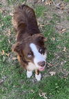 adoptable Dog in  named River (mini Aussie)
