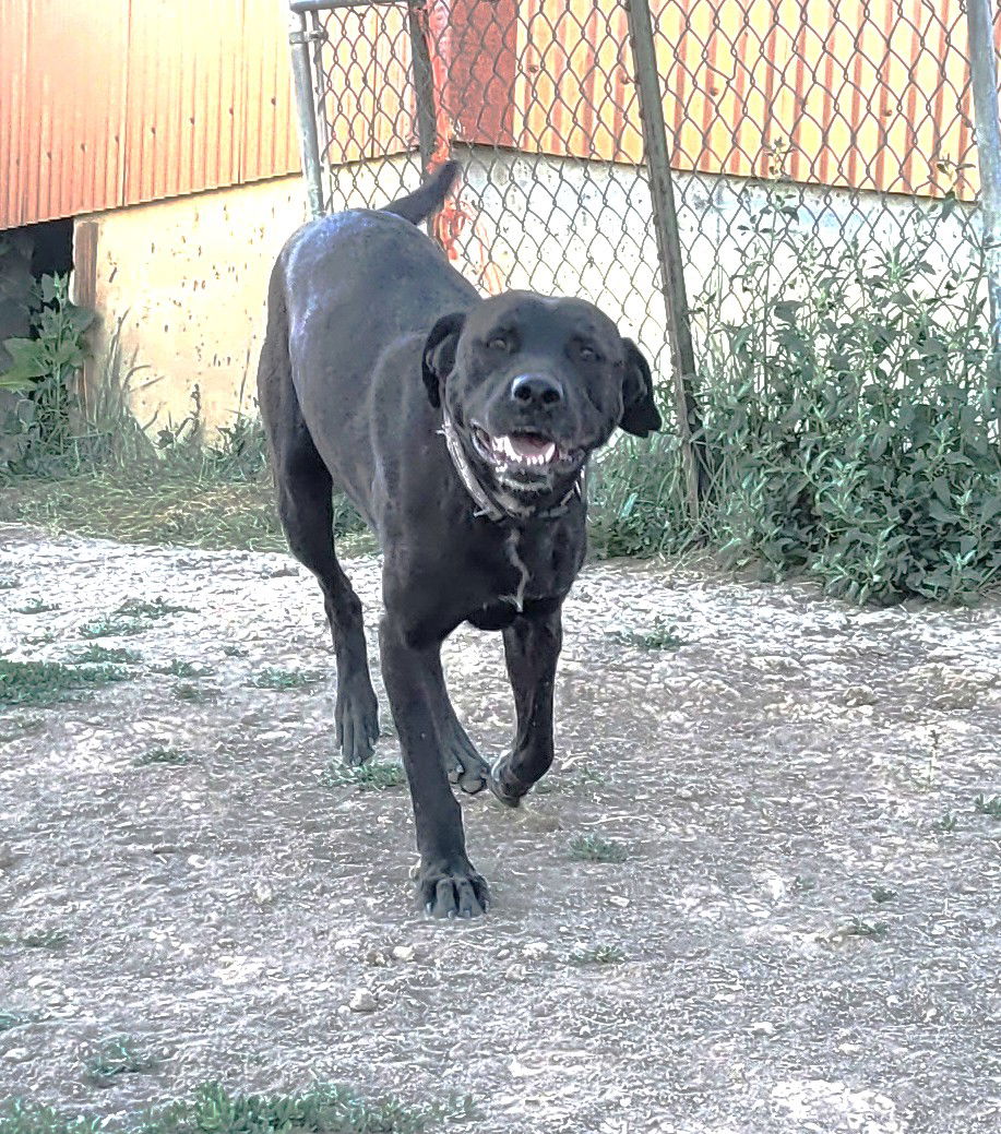 adoptable Dog in Winter Park, CO named Harper