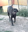 adoptable Dog in winter, WI named Harper