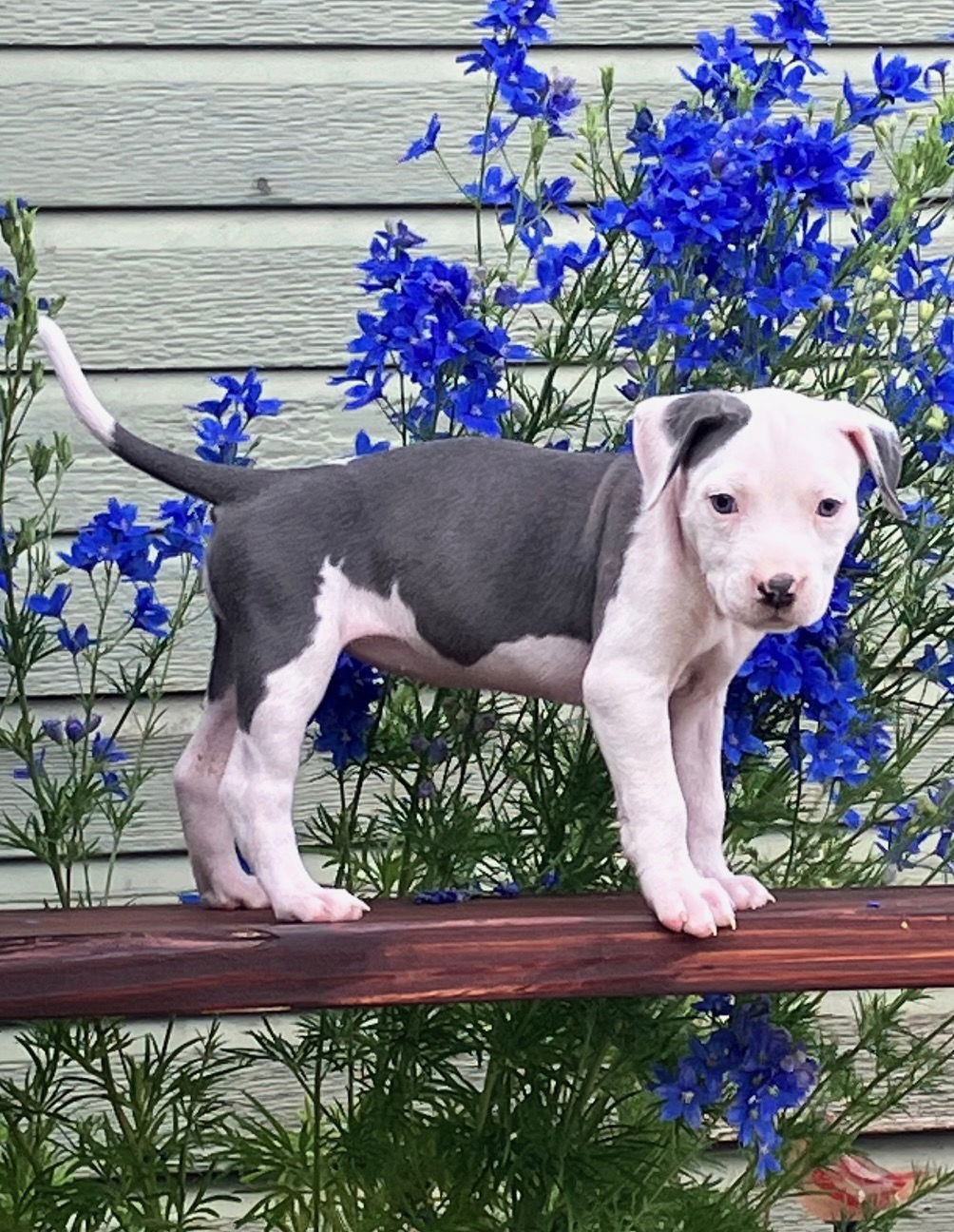 adoptable Dog in Winter Park, CO named Pinky