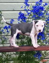 adoptable Dog in  named Pinky