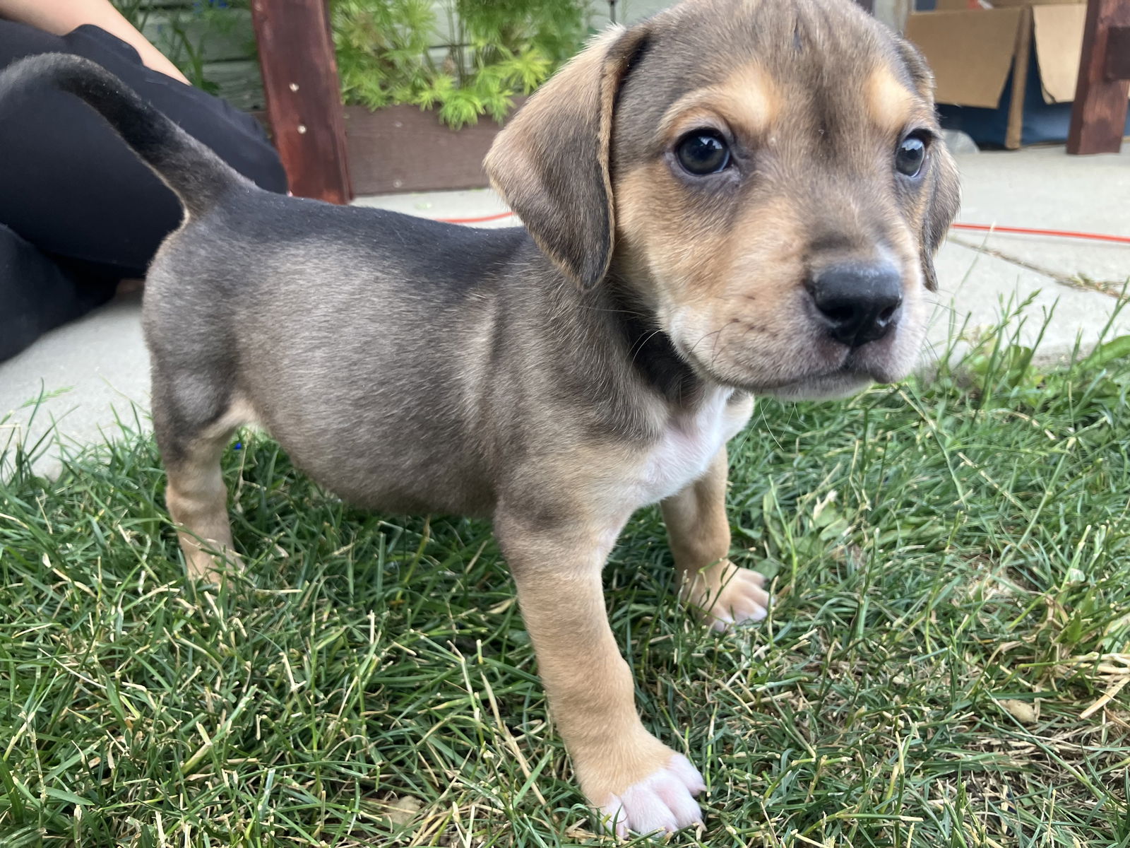 adoptable Dog in Winter Park, CO named Salsa