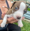 adoptable Dog in  named Violet