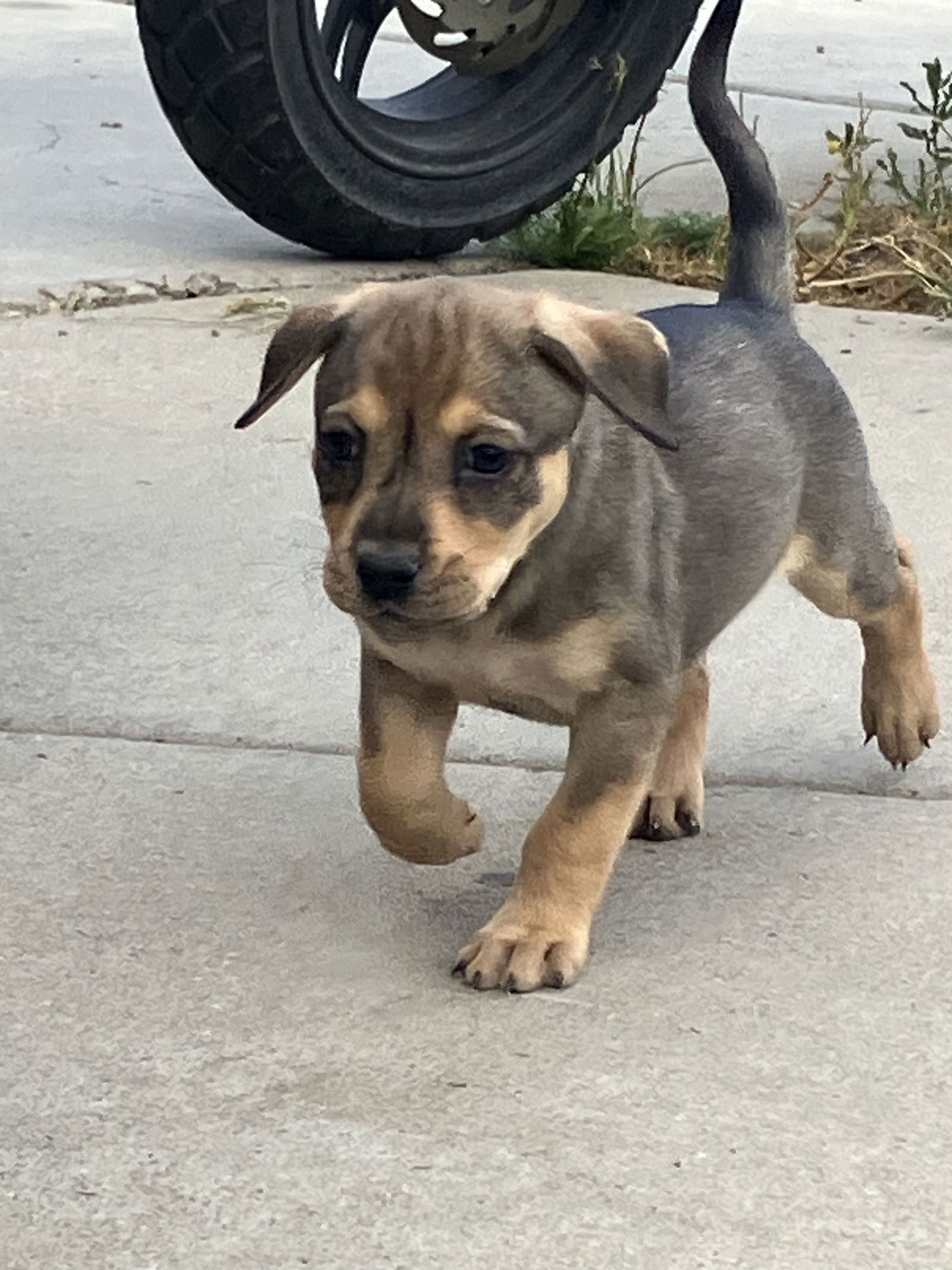 adoptable Dog in Winter Park, CO named Roberta