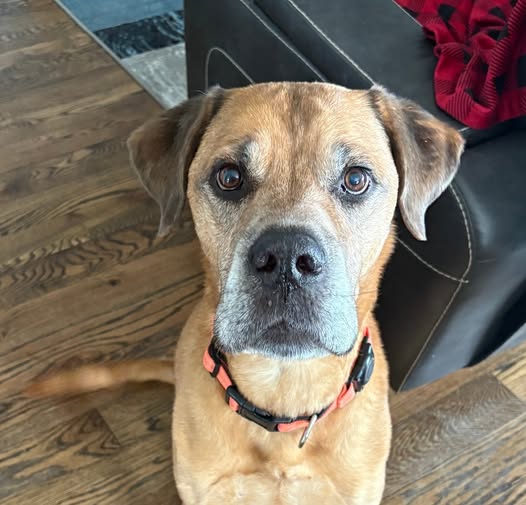 adoptable Dog in Winter Park, CO named Gideon