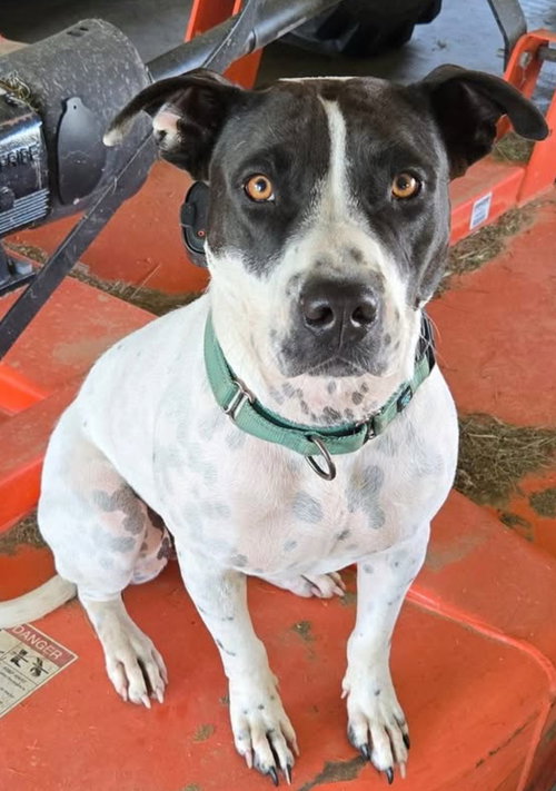 EL (ELEANOR) - Pit Bull Terrier available for adoption