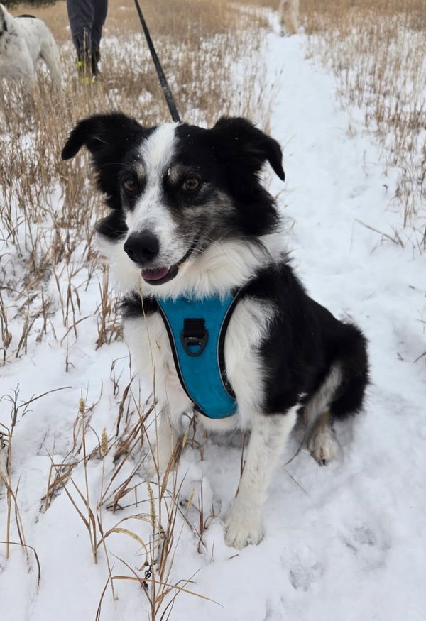 Bandit