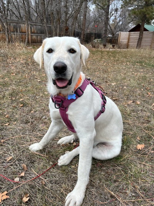 Dory, an adoptable Great Pyrenees in Winter Park, CO
