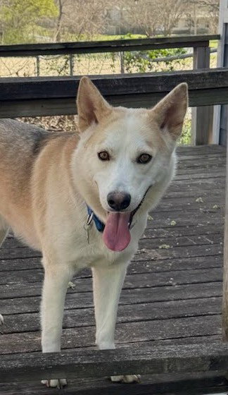 picture of the dog needing adoption