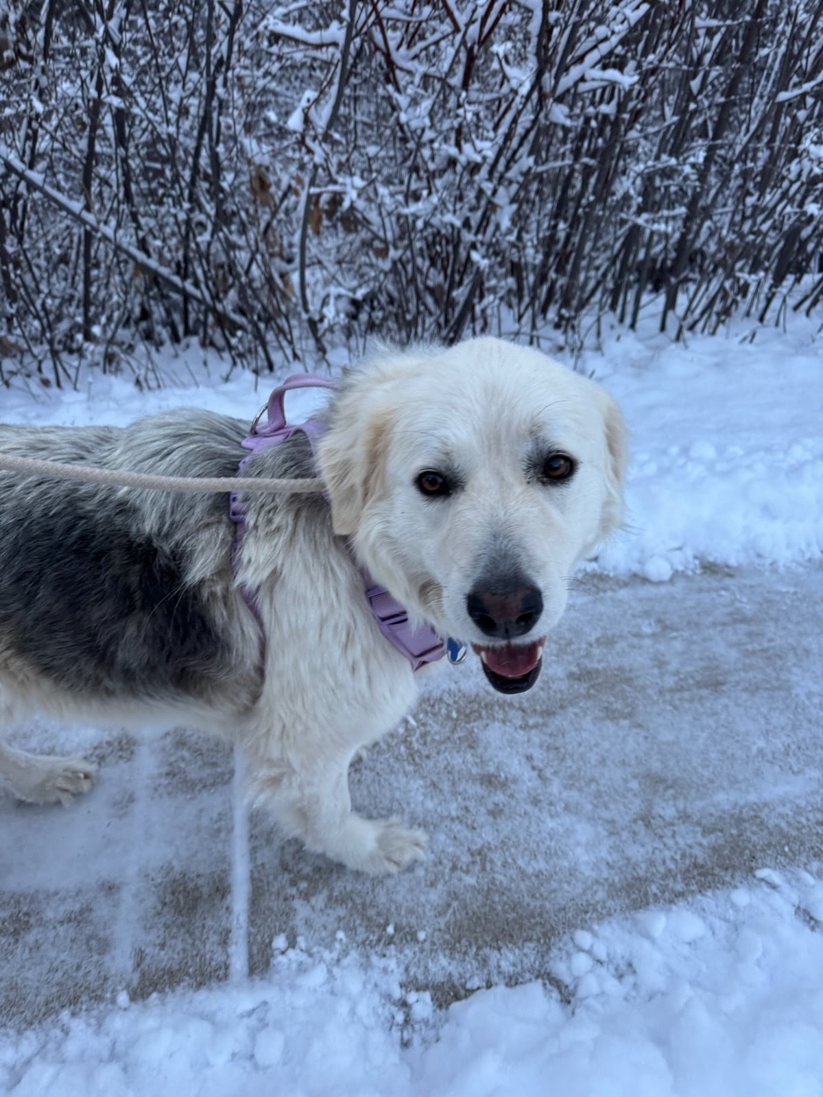 Maggie Image