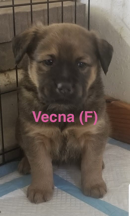 Vecna