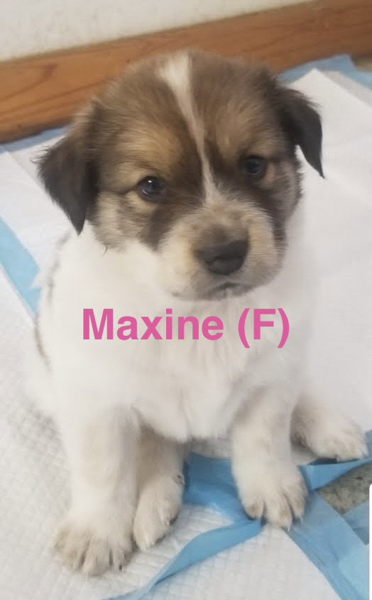 Maxine