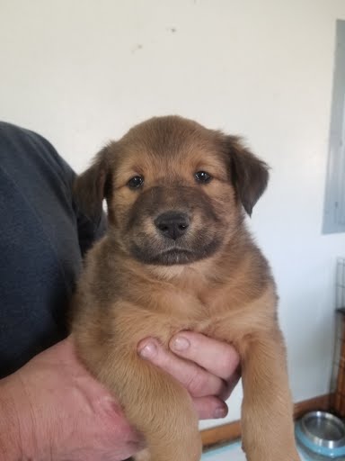 Kristoff