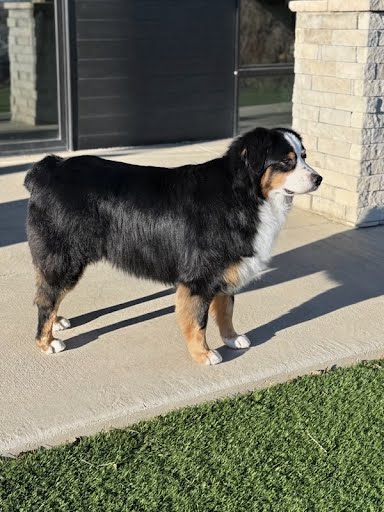 Finn