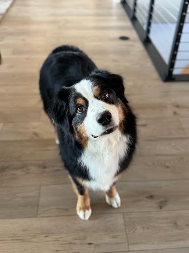 Finn