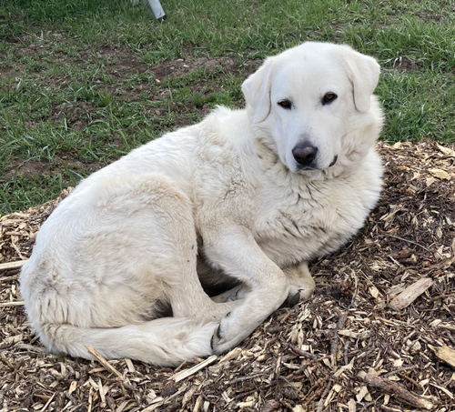picture of the dog needing adoption