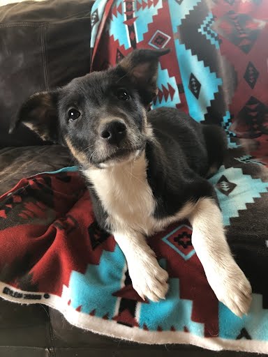 Maleficent, an adoptable Border Collie in Winter Park, CO