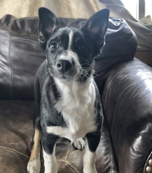 picture of the dog needing adoption