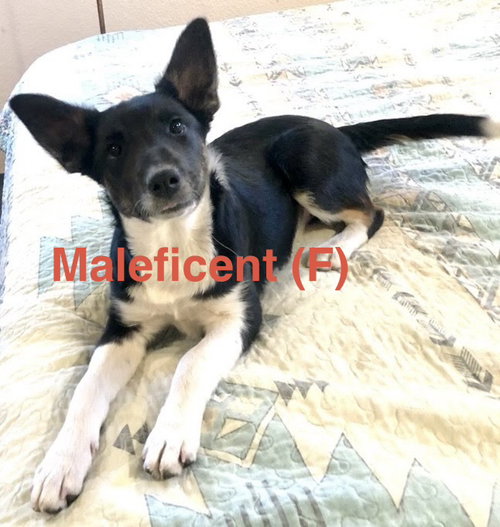 Maleficent, an adoptable Border Collie in Tabernash, CO