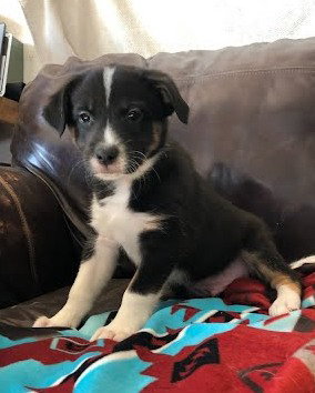 Italics, an adoptable Border Collie in Winter Park, CO