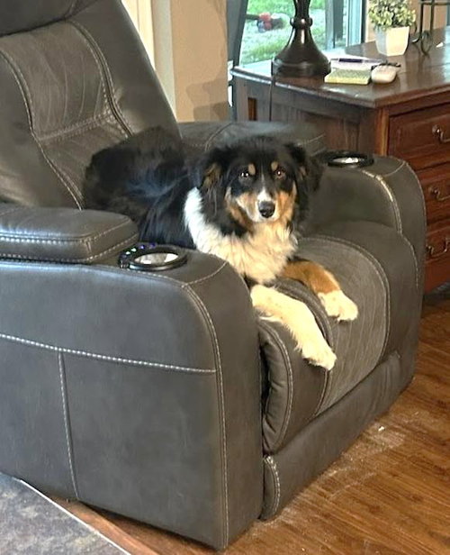 Milo, an adoptable Australian Shepherd in Winter Park, CO