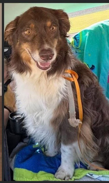 Kevin, an adoptable Australian Shepherd in Winter Park, CO