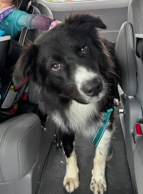 Kevin, an adoptable Border Collie in Winter Park, CO