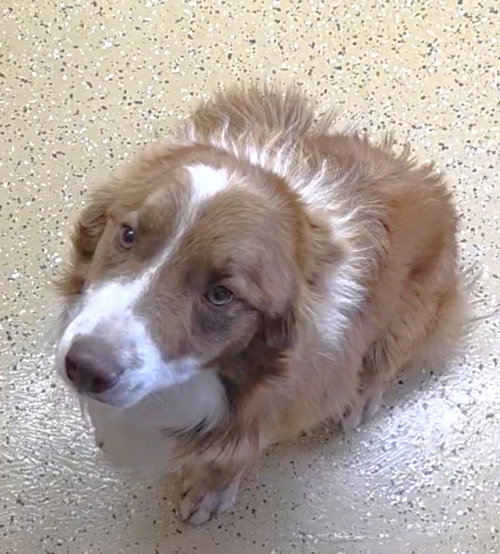 picture of the dog needing adoption