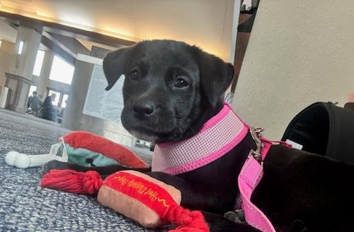 picture of the dog needing adoption