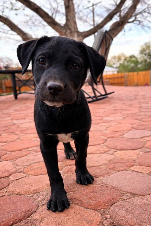 Willow, an adoptable Black Labrador Retriever in Tabernash, CO