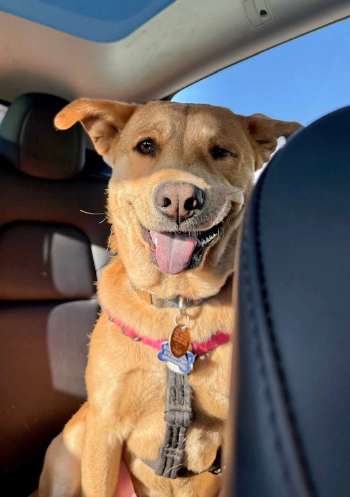 Misty, an adoptable Chow Chow in Winter Park, CO