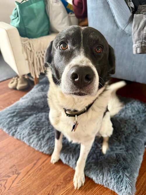 Buddy, an adoptable Border Collie in Winter Park, CO