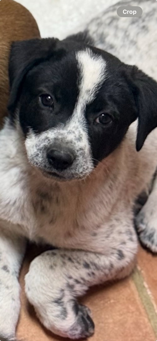 Winter, an adoptable Australian Cattle Dog in Winter Park, CO