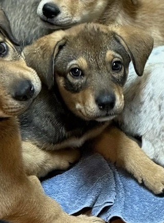 Willow, an adoptable Shepherd in Winter Park, CO